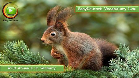 Learn german Vocabulary WIld animals